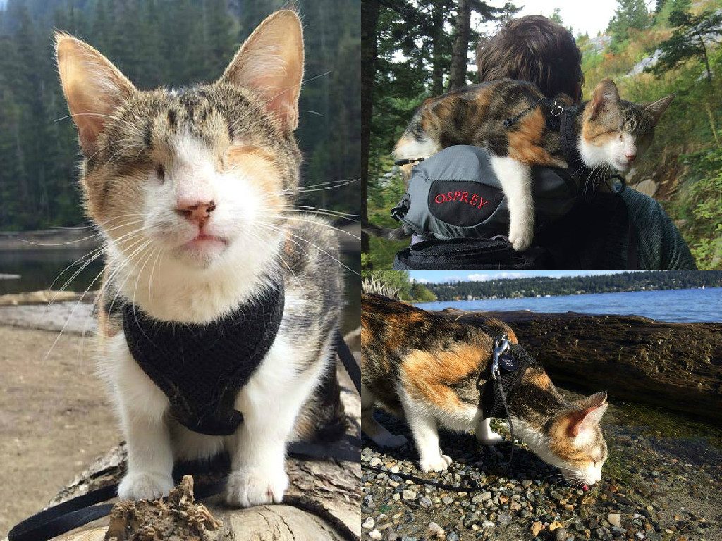 15 Most Famous Internet Cats