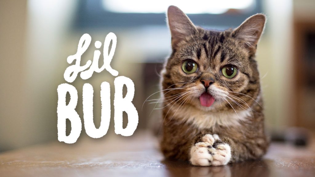 15 Most Famous Internet Cats