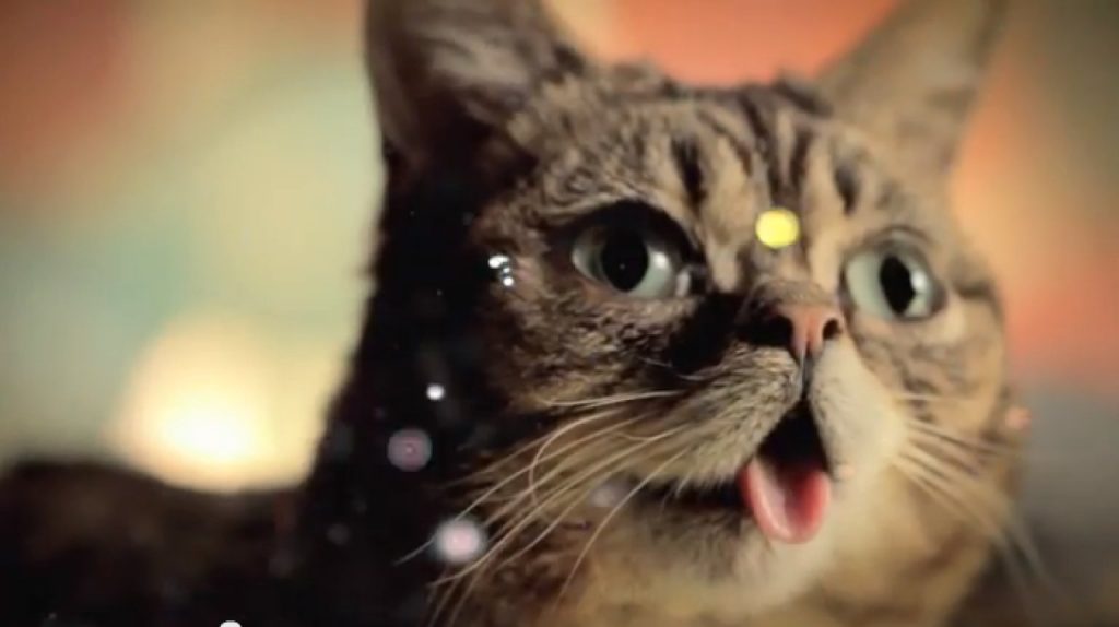 15 Most Famous Internet Cats
