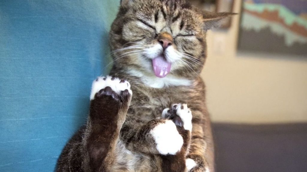 15 Most Famous Internet Cats