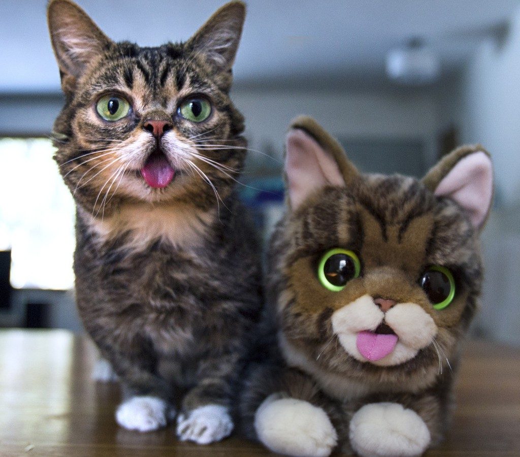 15 Most Famous Internet Cats