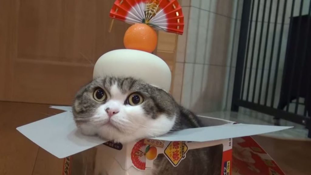 15 Most Famous Internet Cats