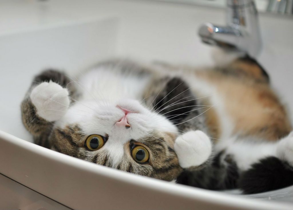 15 Most Famous Internet Cats