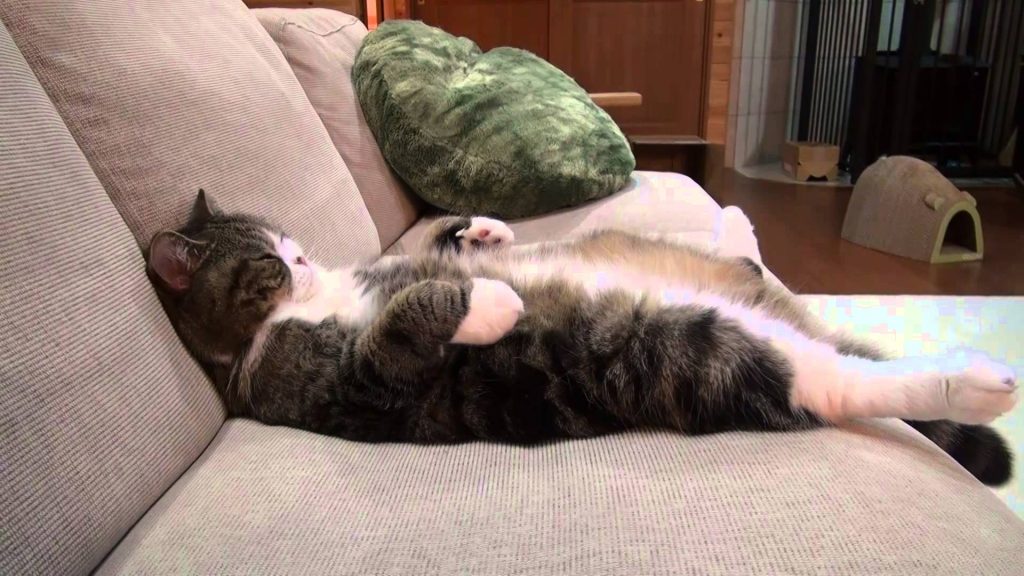 15 Most Famous Internet Cats