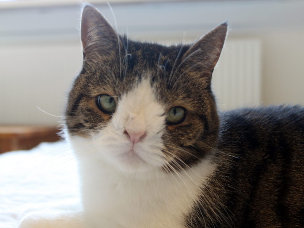 ≡ 15 Most Famous Cats Brain Berries