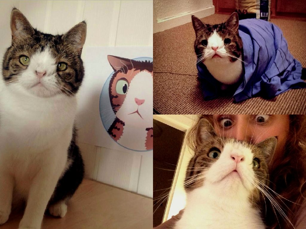 15 Most Famous Internet Cats