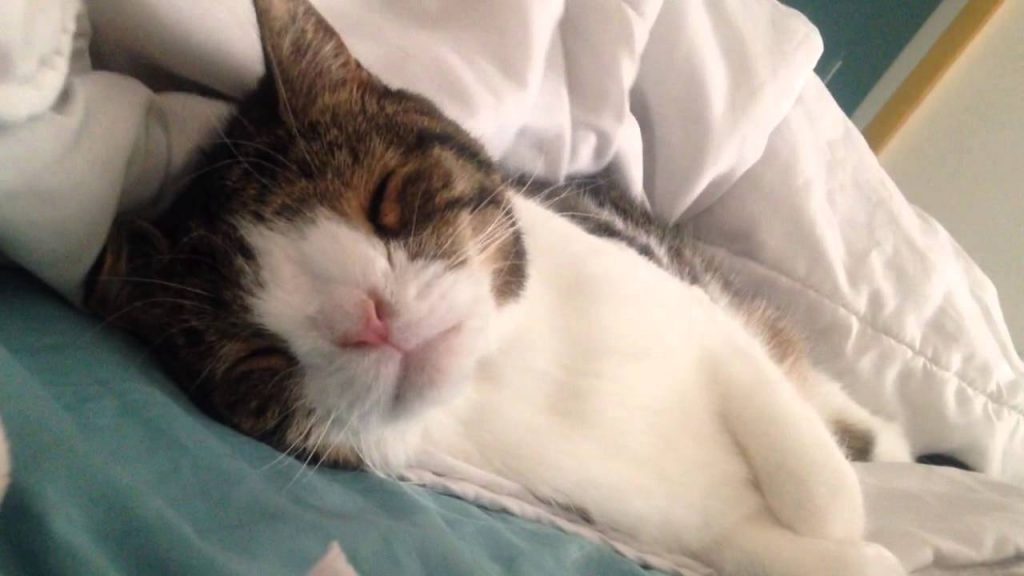 15 Most Famous Internet Cats