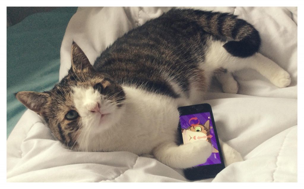 15 Most Famous Internet Cats