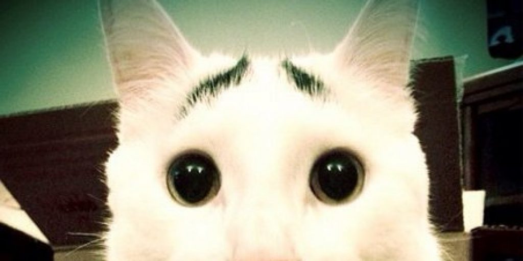15 Most Famous Internet Cats