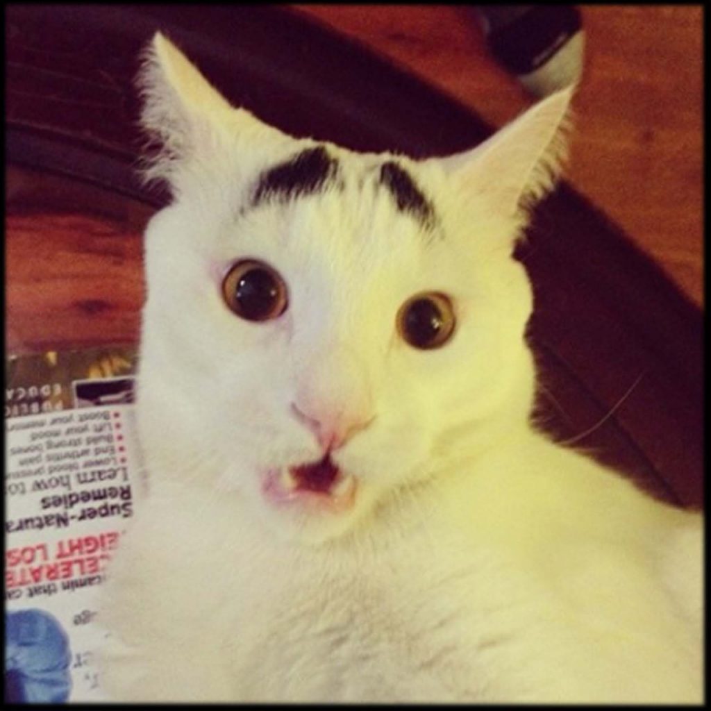 15 Most Famous Internet Cats