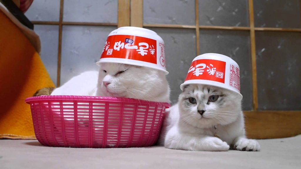 15 Most Famous Internet Cats