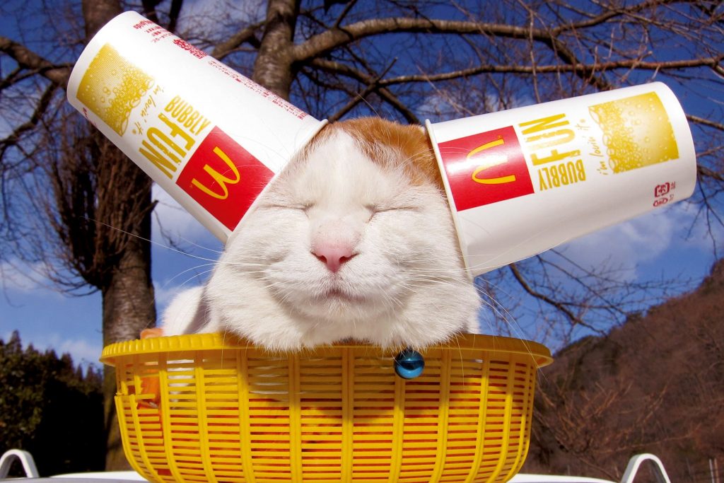 15 Most Famous Internet Cats