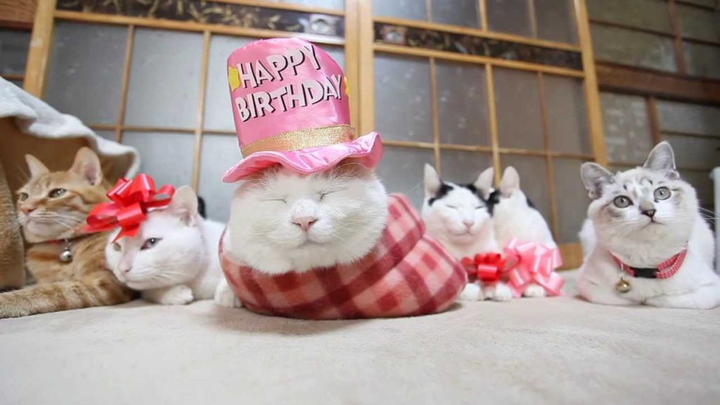 15 Most Famous Internet Cats