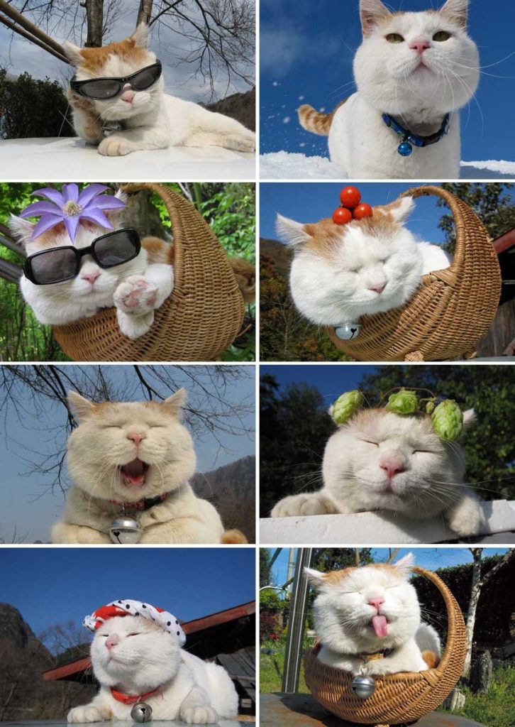 15 Most Famous Internet Cats