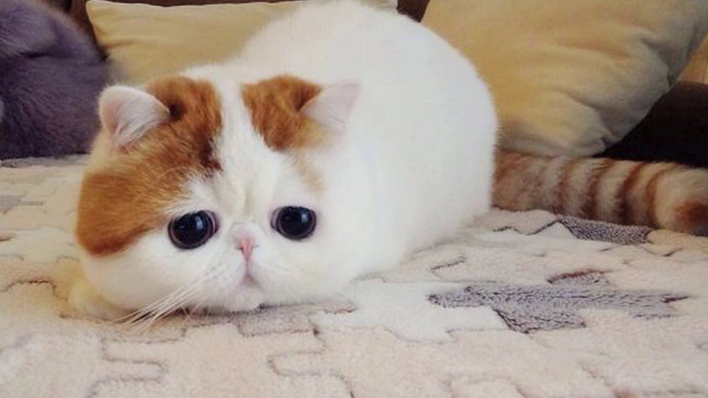 15 Most Famous Internet Cats