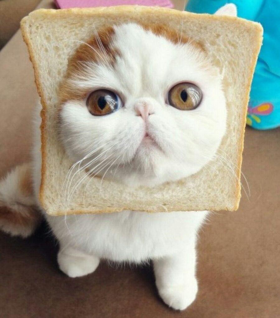 15 Most Famous Internet Cats