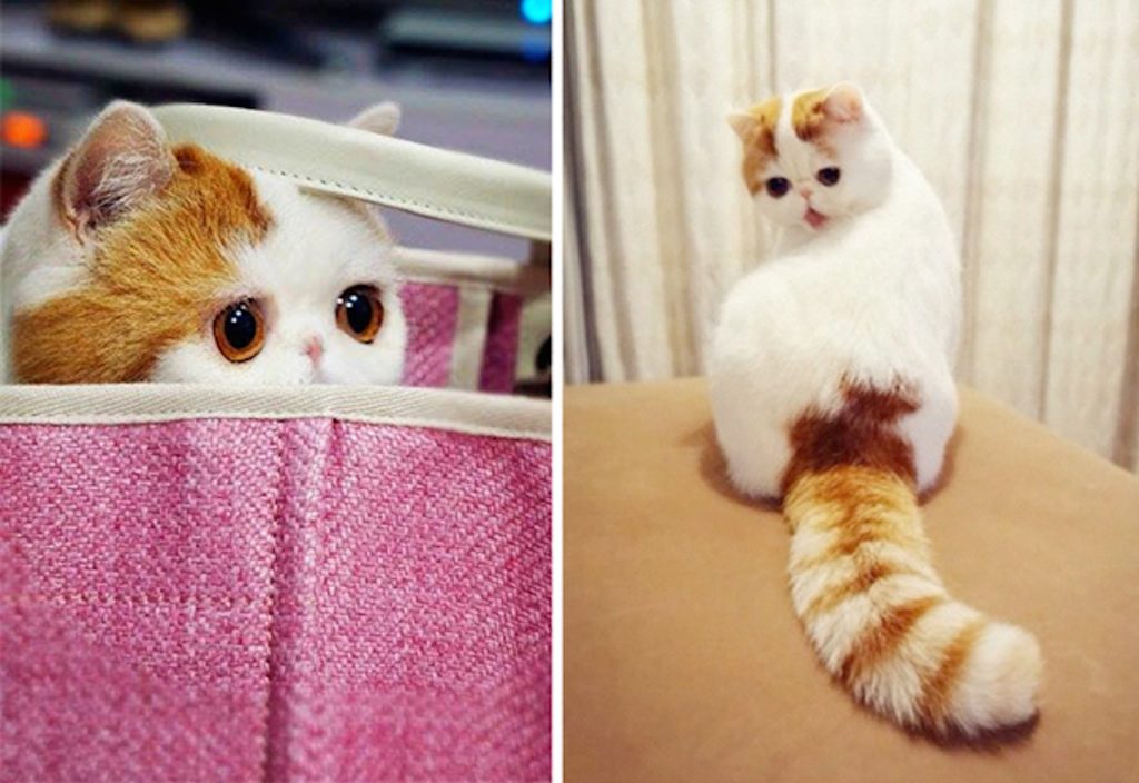 15 Most Famous Internet Cats
