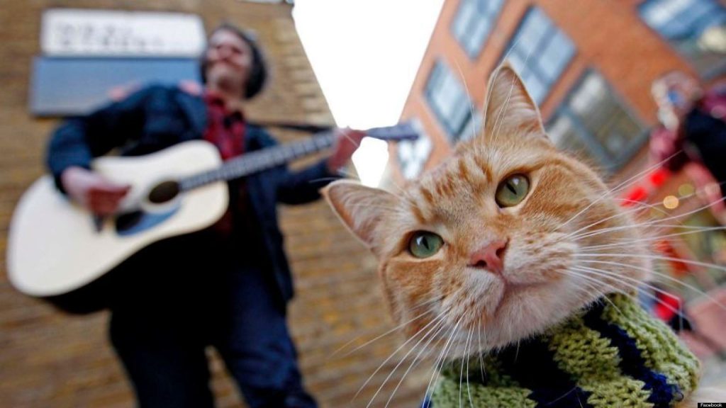 15 Most Famous Internet Cats