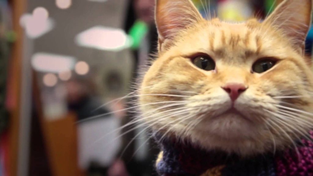 15 Most Famous Internet Cats