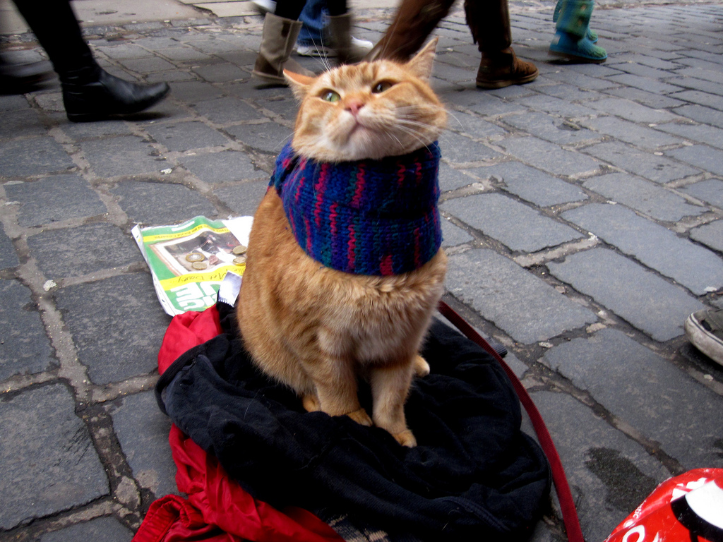 Street Cat Bob 4