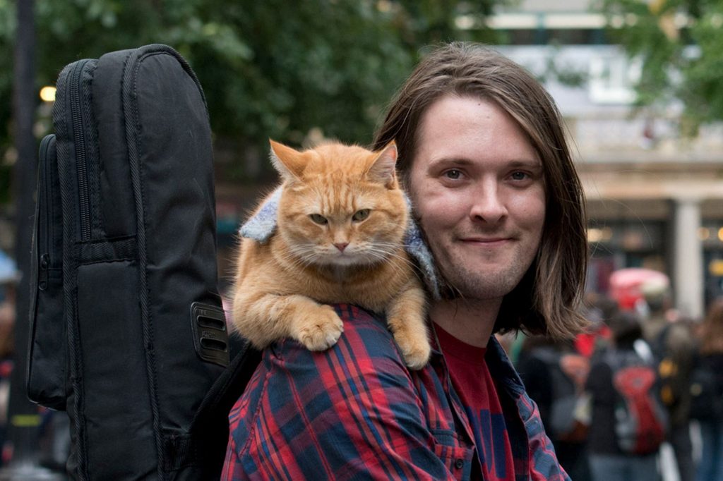 15 Most Famous Internet Cats