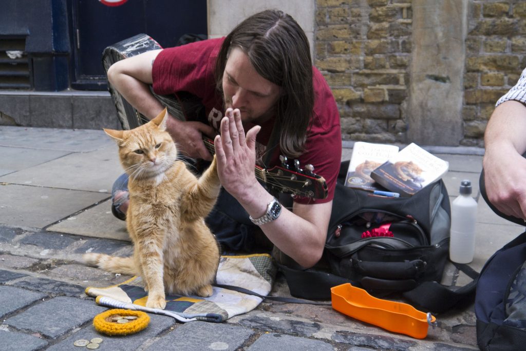 15 Most Famous Internet Cats