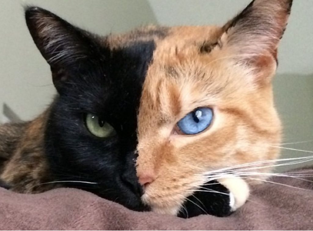 15 Most Famous Internet Cats