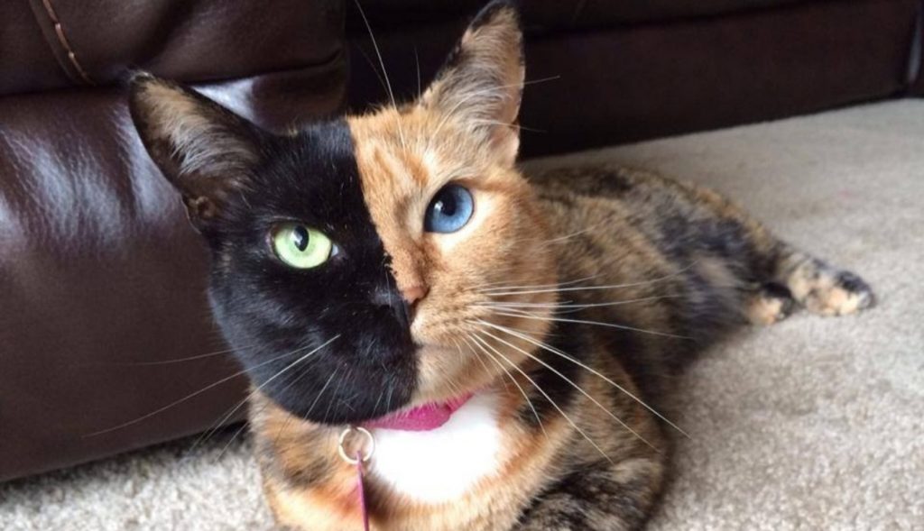15 Most Famous Internet Cats