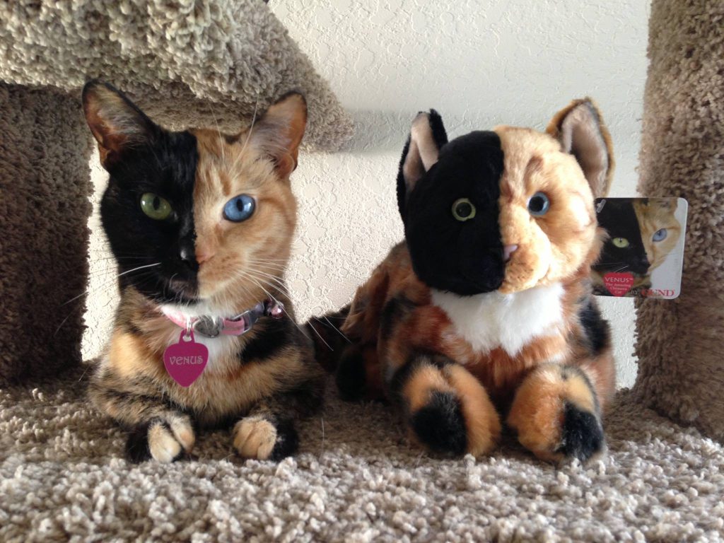 15 Most Famous Internet Cats