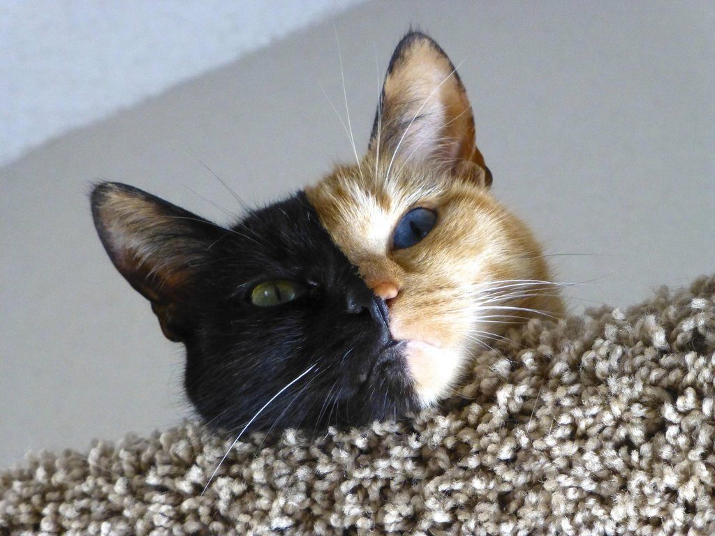 15 Most Famous Internet Cats