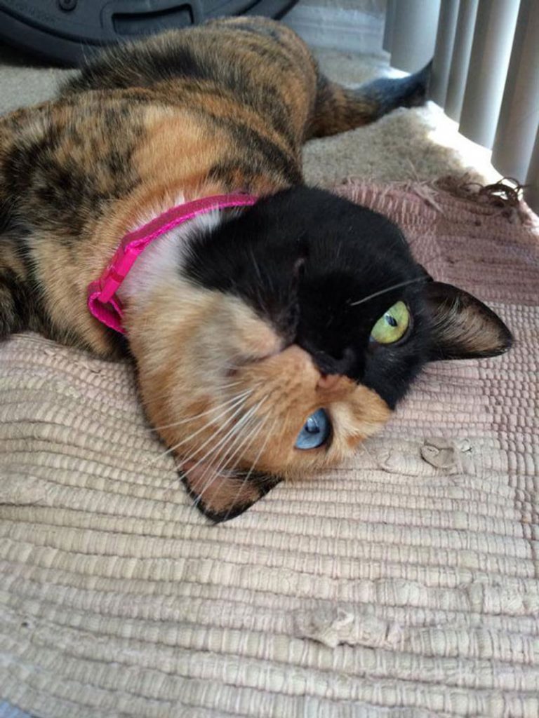 15 Most Famous Internet Cats