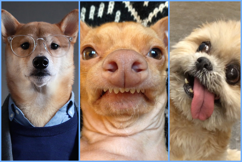 10 Most Popular Internet Dogs