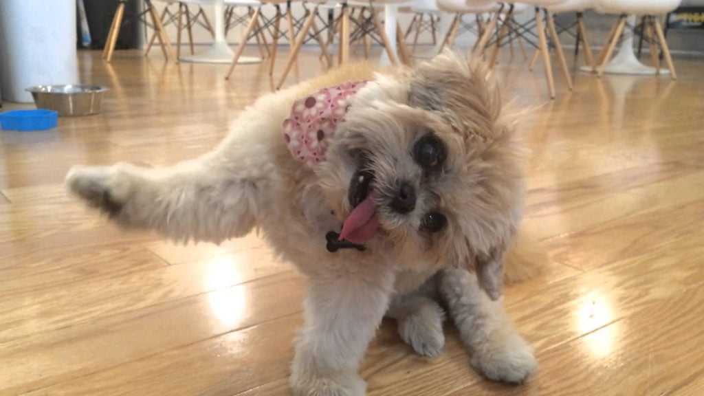 10 Most Popular Internet Dogs