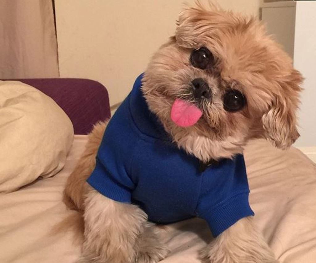 10 Most Popular Internet Dogs
