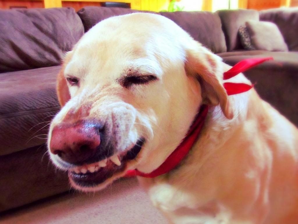10 Most Popular Internet Dogs