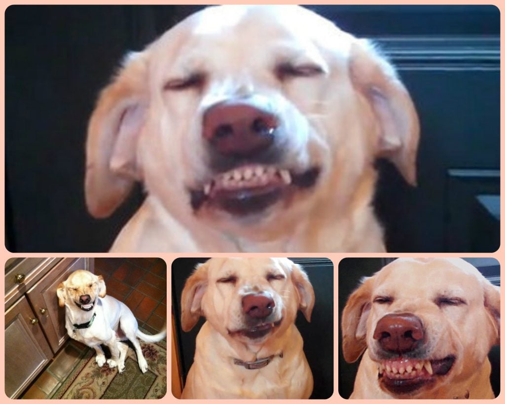 10 Most Popular Internet Dogs