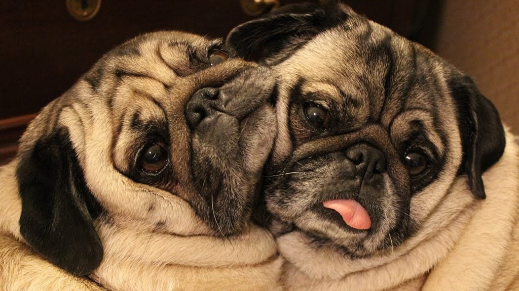10 Most Popular Internet Dogs