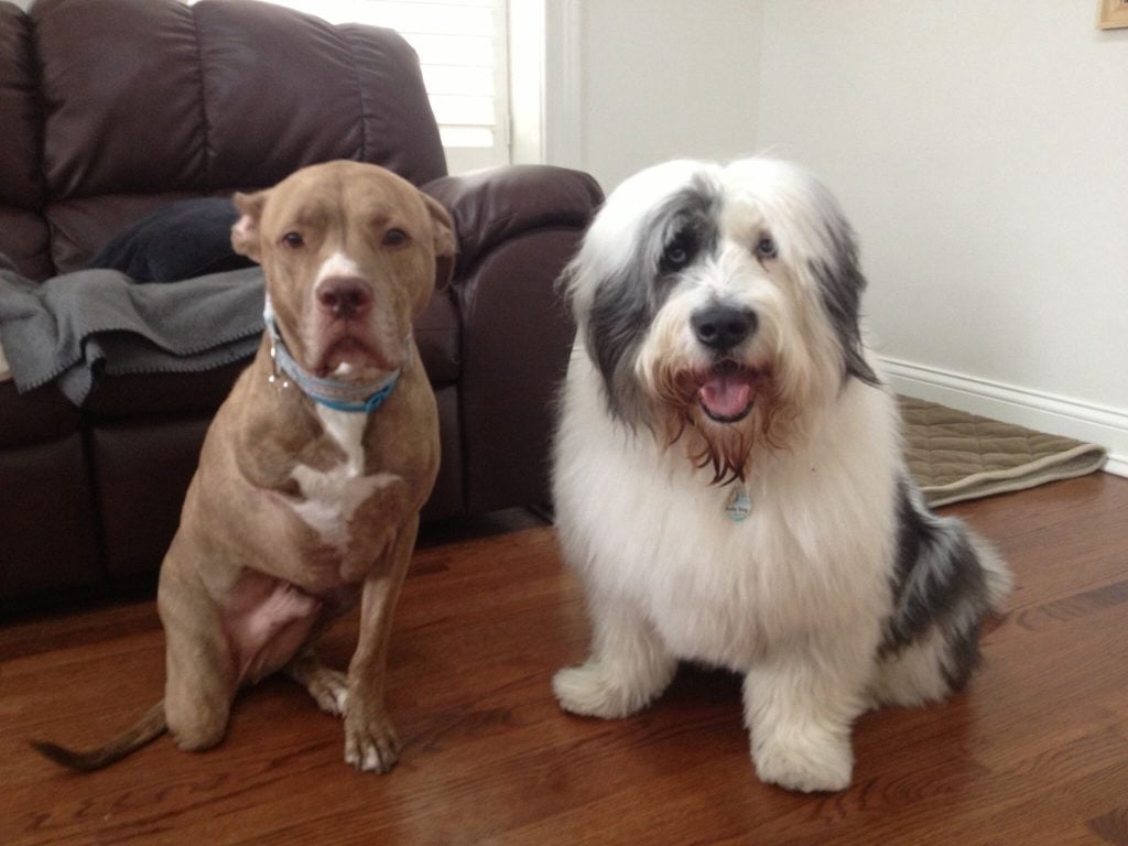 10 Most Popular Internet Dogs