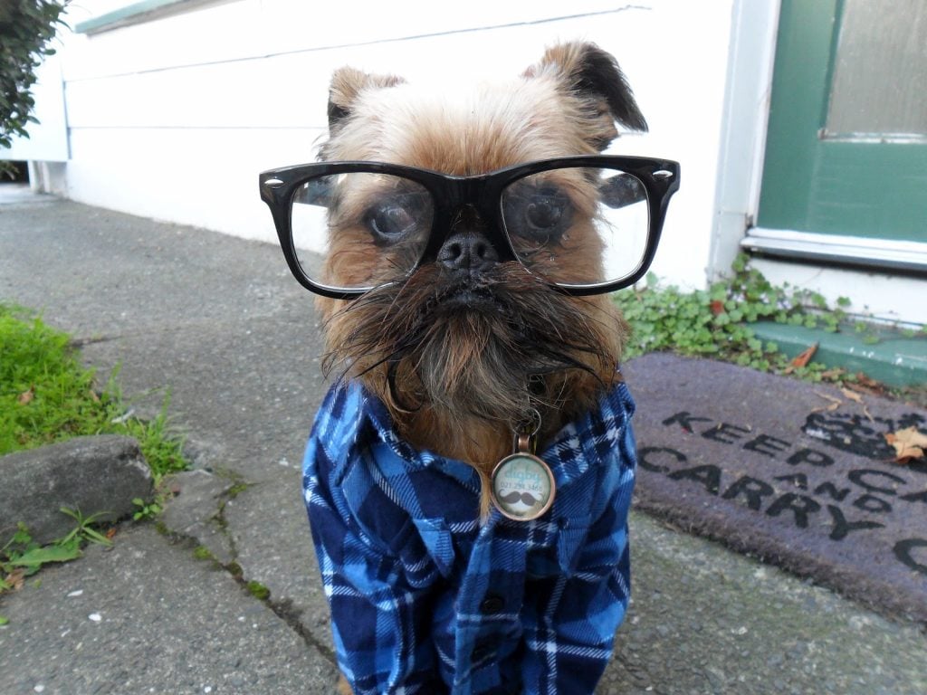 10 Most Popular Internet Dogs