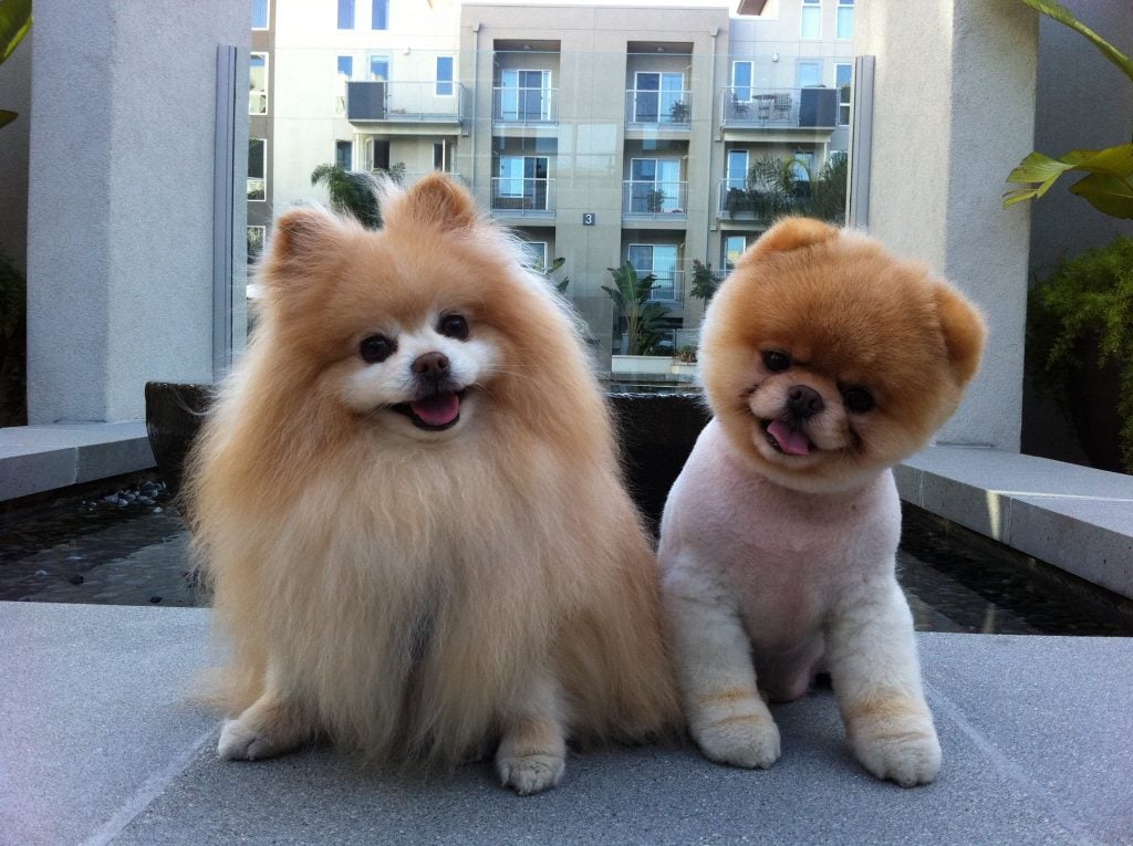 10 Most Popular Internet Dogs
