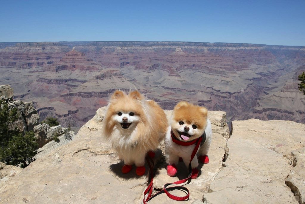 10 Most Popular Internet Dogs