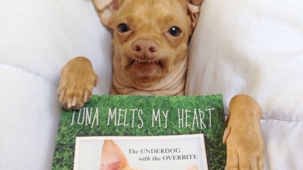 10 Most Popular Internet Dogs