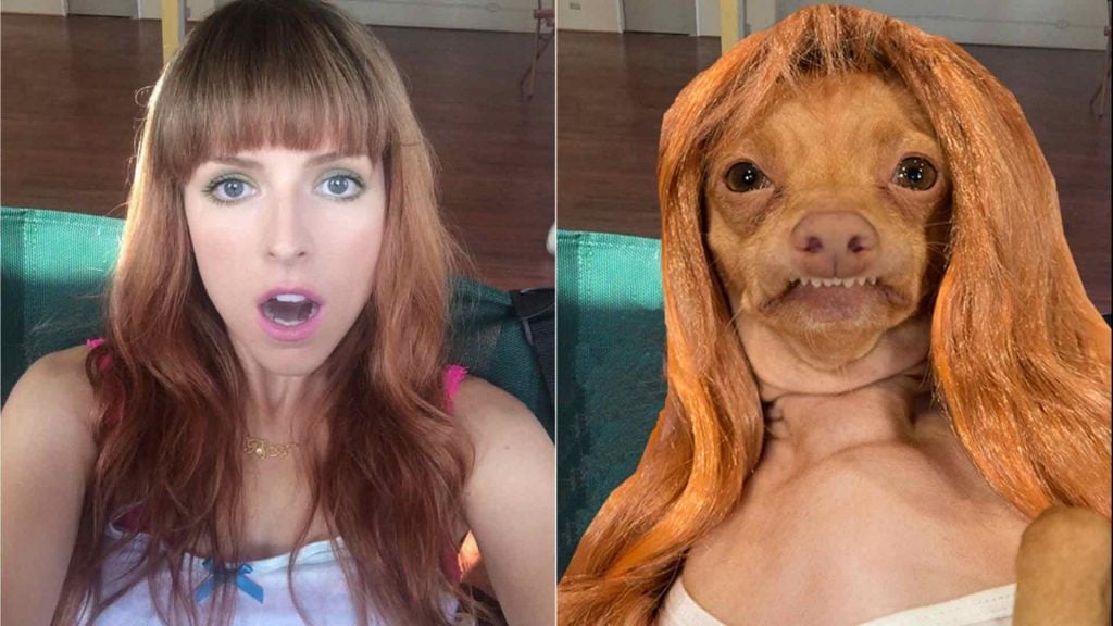 10 Most Popular Internet Dogs