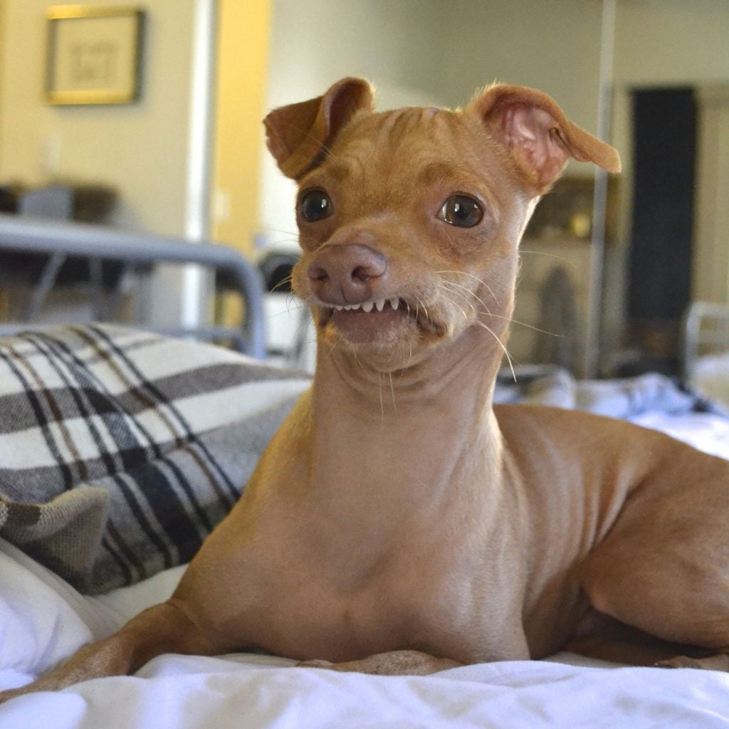 10 Most Popular Internet Dogs
