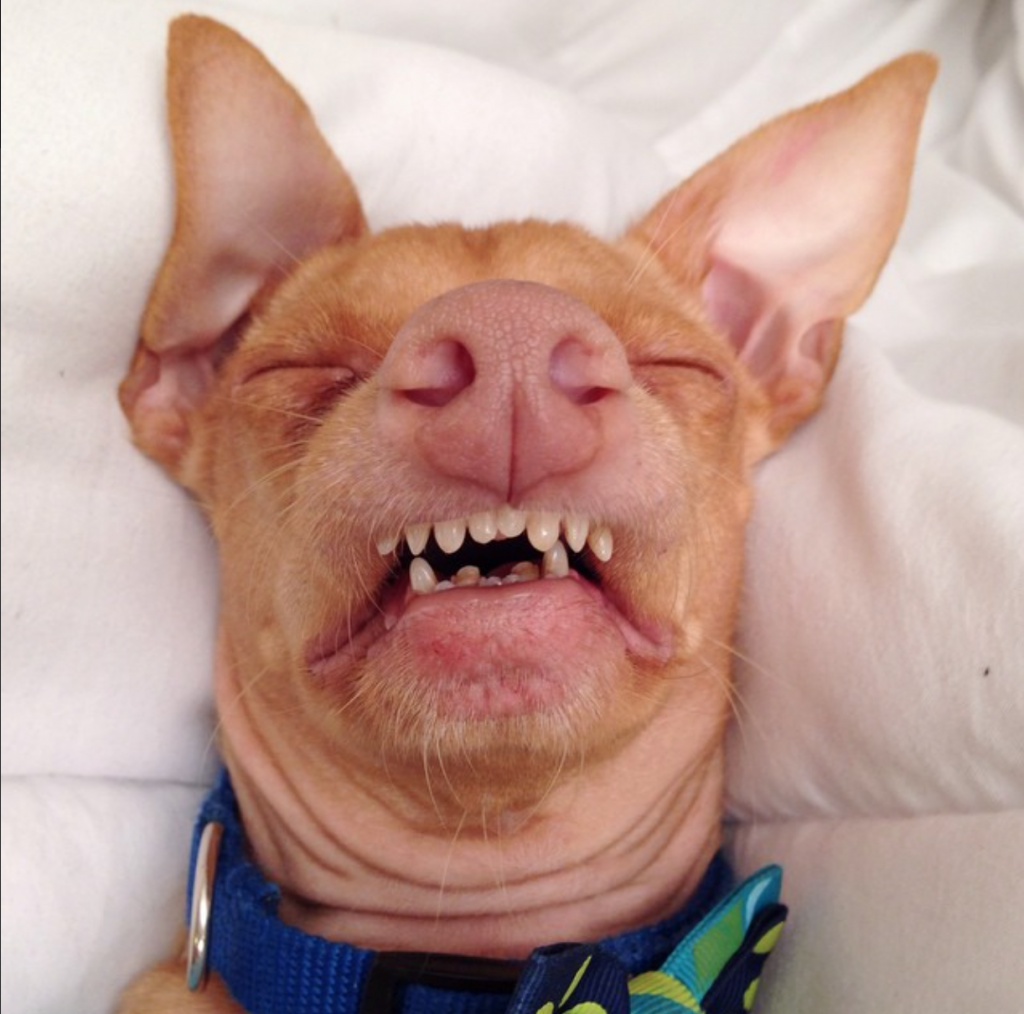 10 Most Popular Internet Dogs