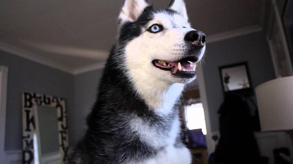 10 Most Popular Internet Dogs