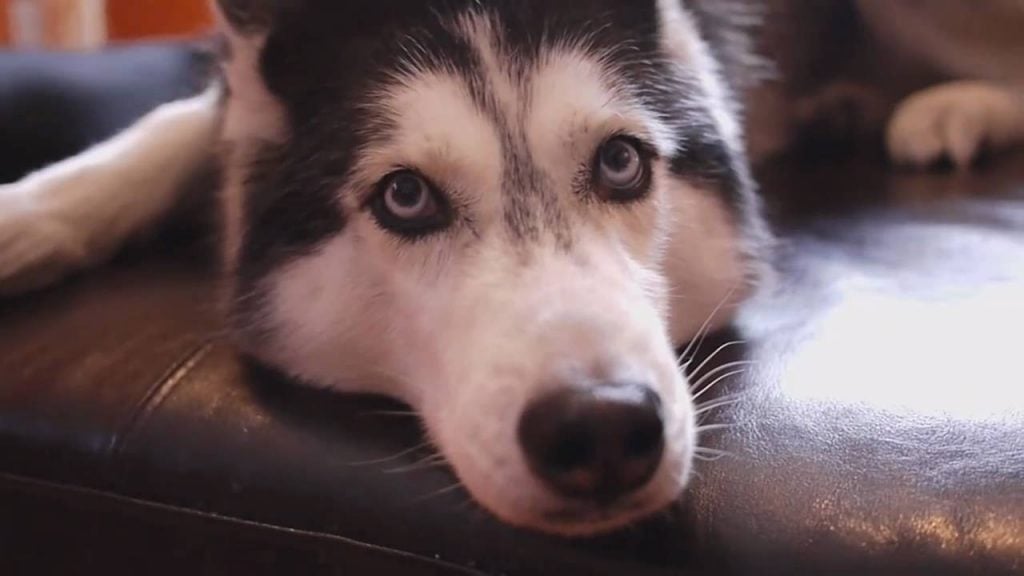 10 Most Popular Internet Dogs