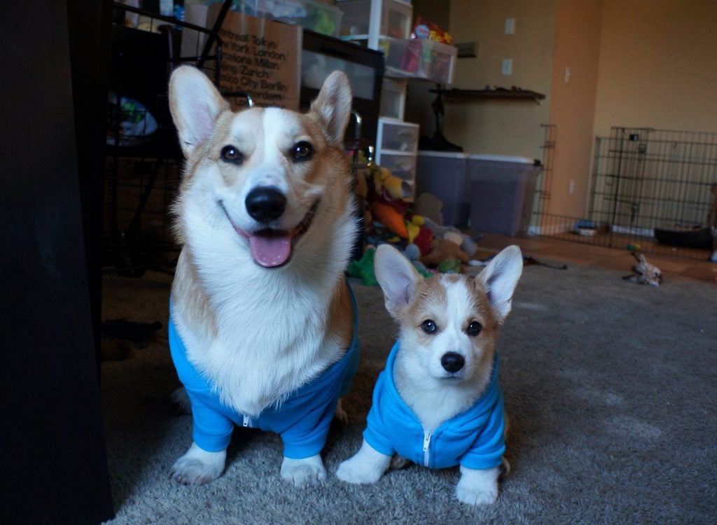 10 Most Popular Internet Dogs
