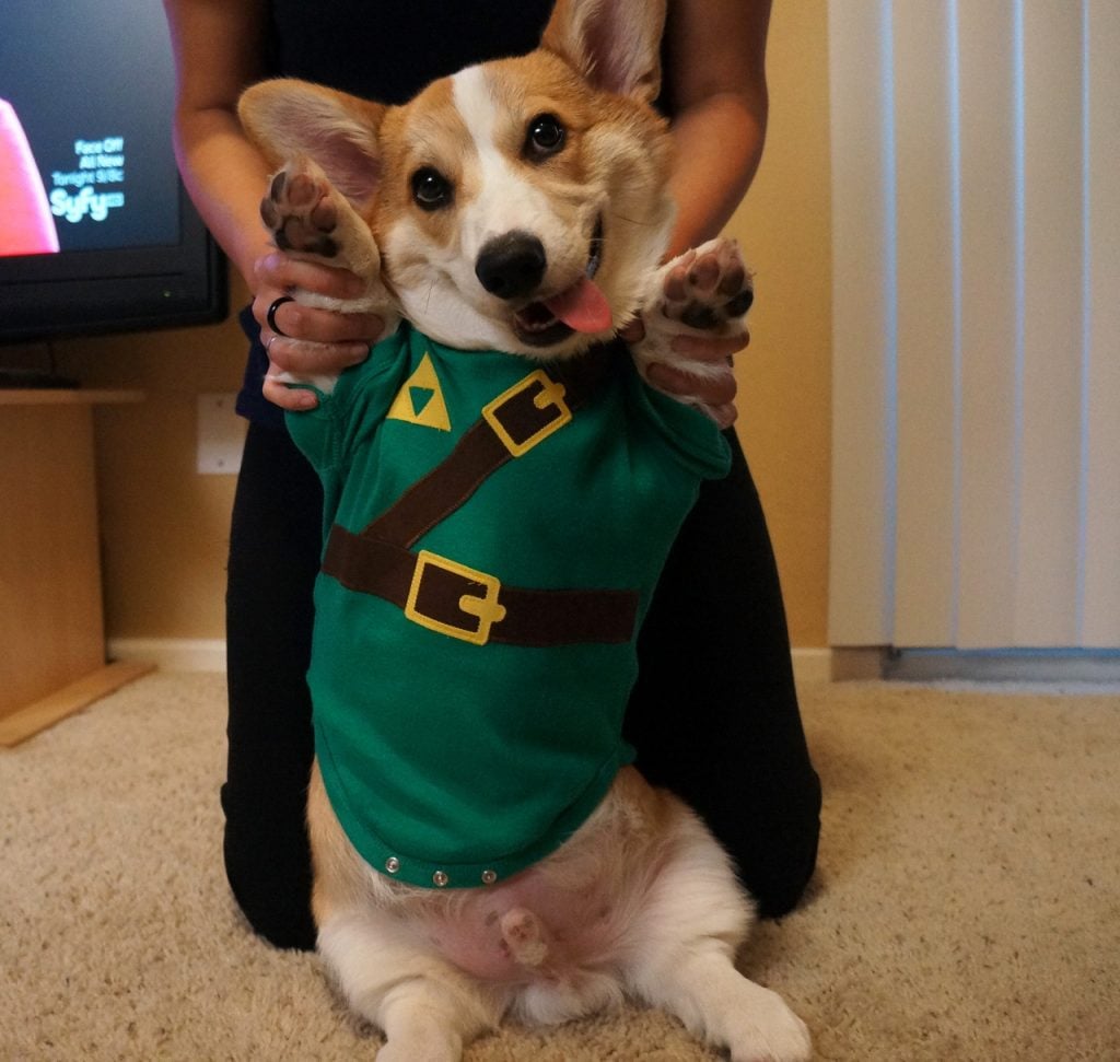 10 Most Popular Internet Dogs