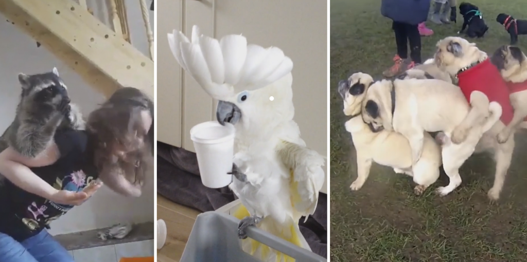 10 Hilarious Animal Video Compilations